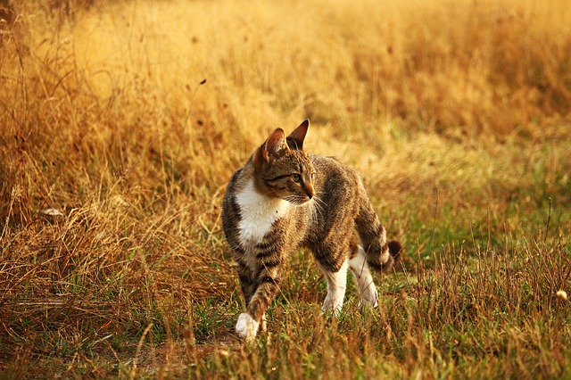 kočka na lovu
