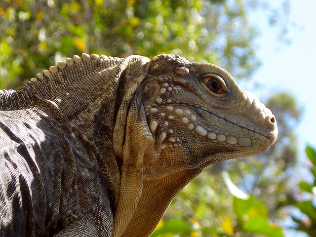 ještěrka iguana